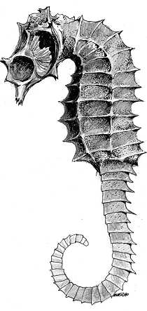 Drawing of a sea horse