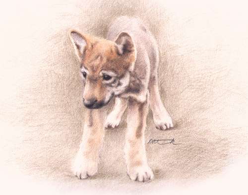 Drawing of a wolf pup