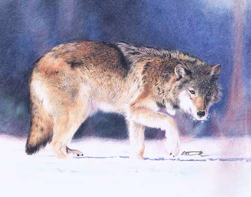 Male wolf in winter