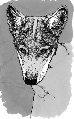 Wolf Pup Head