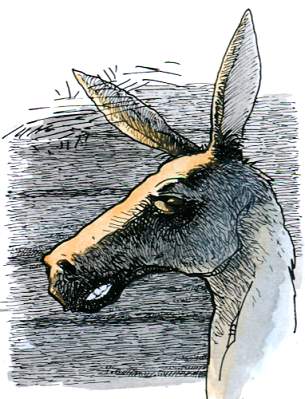 Portrait of the donkey