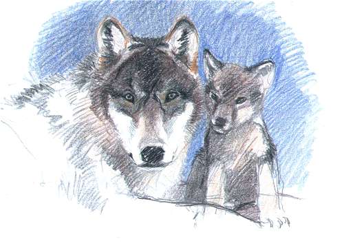 http://www.notmyhome.com/mack/img/illustrations/drawings_wildlife03_wolves.jpg